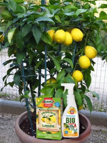 OFFER HEALTHY AND BEAUTIFUL LEMONS